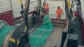 Оперативные данные: с начала года общероссийская добыча рыбы составила более 2,5 млн тонн