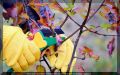 Завершение дачного сезона: важные шаги для садоводов