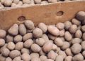 Секреты долгого хранения овощей: советы от экспертов