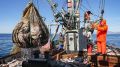 Оперативные данные: с начала года общероссийская вылов рыбы составил более 2,6 млн тонн