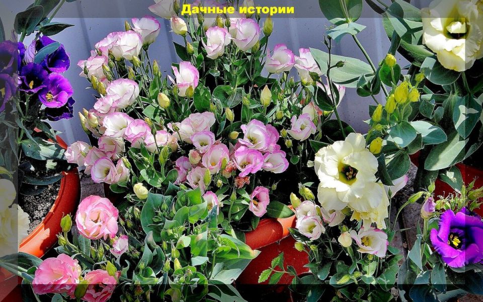 Секреты раннего посева эустомы: как вырастить красоту на своем участке