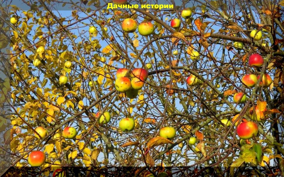 Осенние заботы сада: как обеспечить плодовым деревьям крепкую зимовку