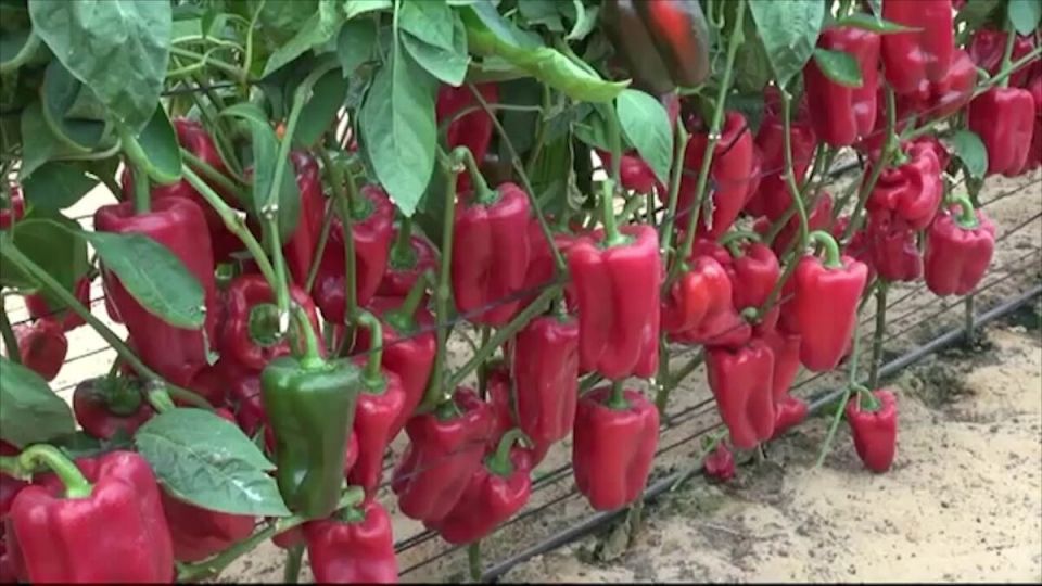 Как добиться рекордного роста перцев с помощью натуральных добавок