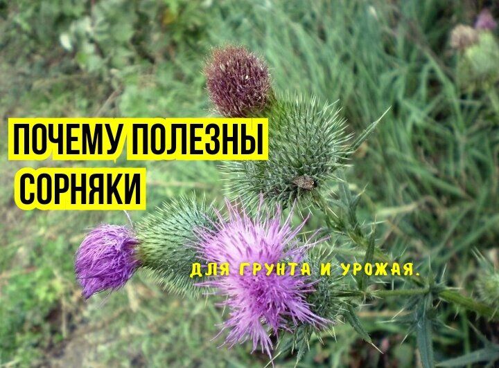 Почему сорняки — земляные союзники: три причины оставить их в огороде
