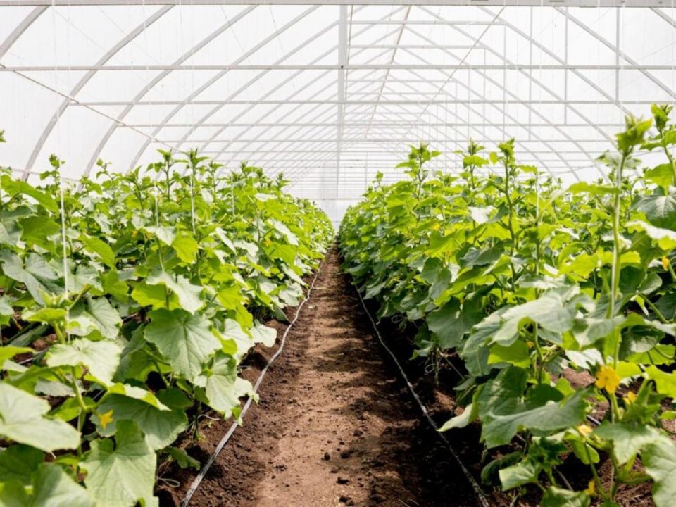 Огурцы без горечи: идеальные сорта для свежих салатов