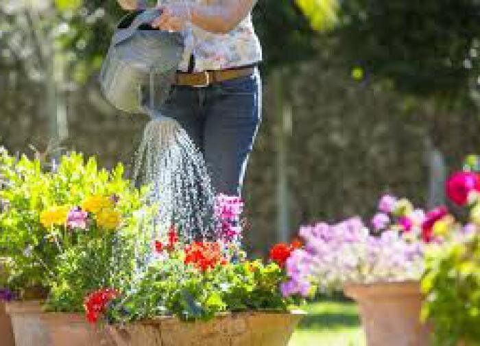 Идеальные соседи: секреты гармонии в вашем саду