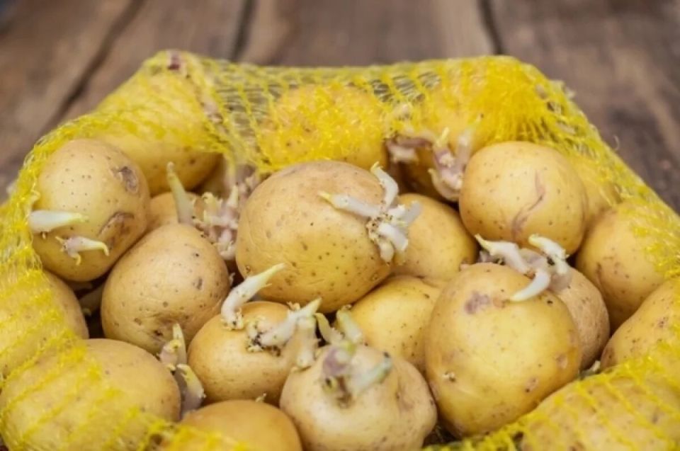 Как дачники сохраняют картошку свежей зимой: советы от опытных овощеводов