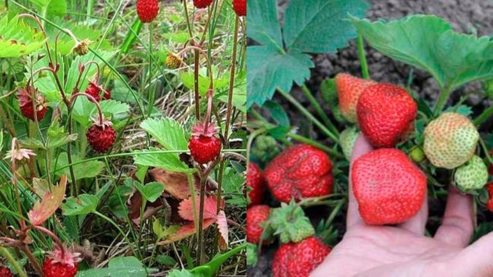 Секреты успешного урожая: как улучшить сбор клубники без химических удобрений