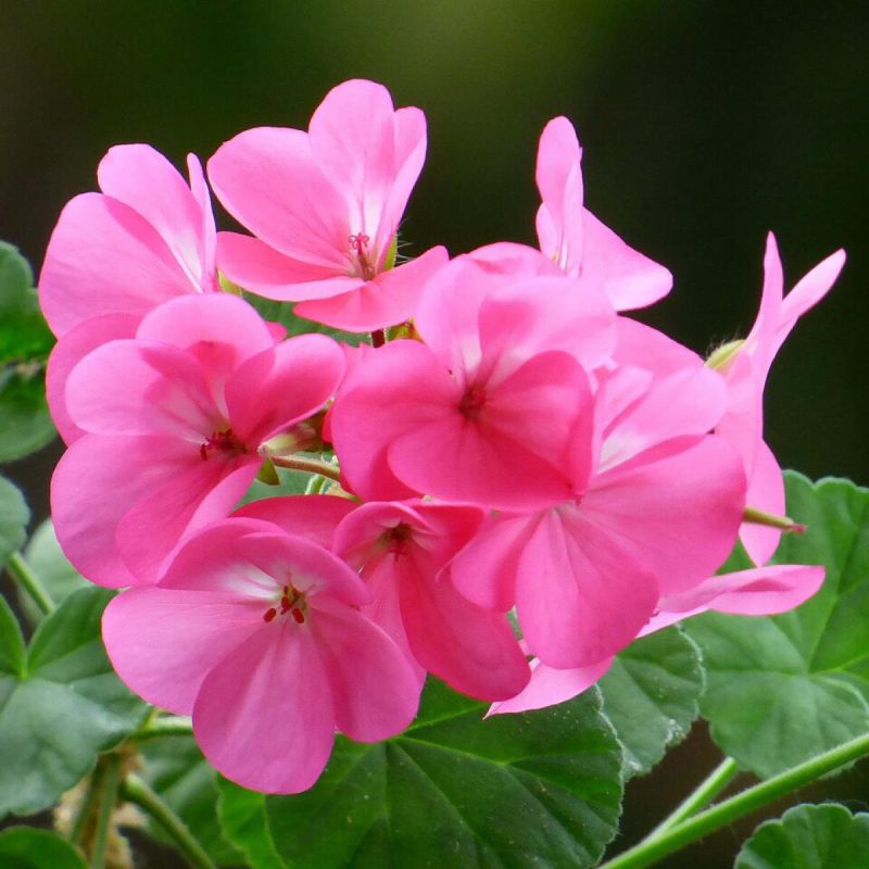 Уход за геранью: ключевые советы для всех сезонов