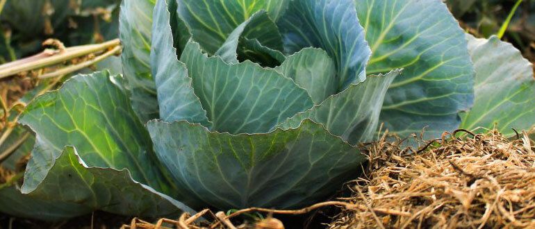 Как эффективно подкармливать растения летом: секреты успеха