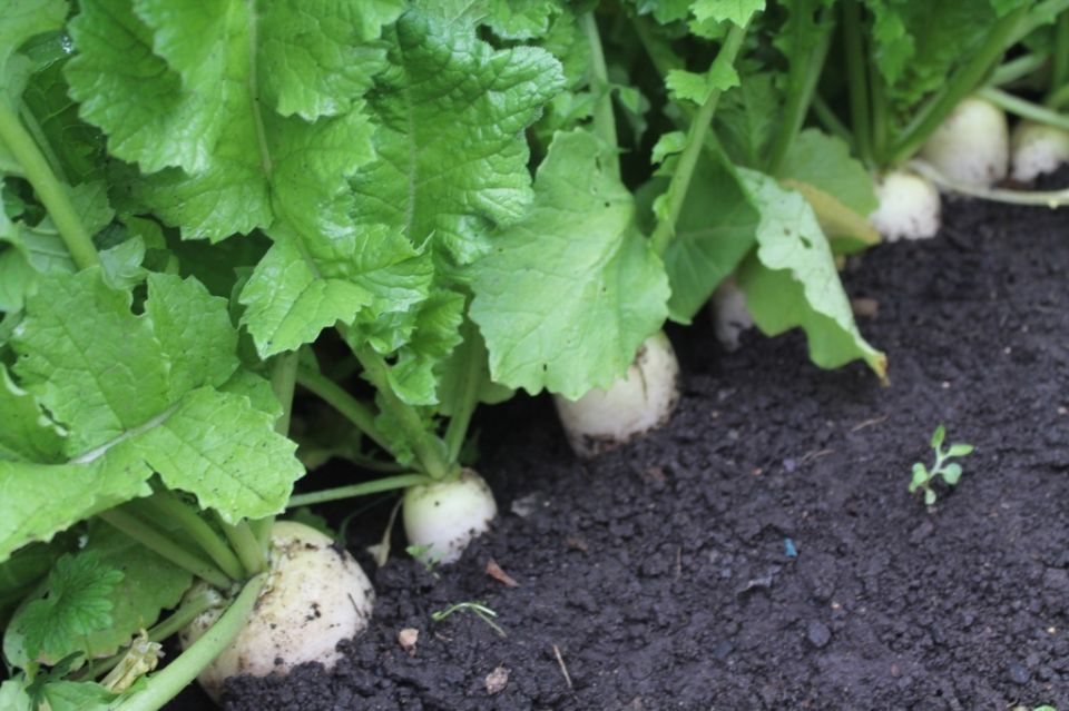 зимующие овощи: как сохранить урожай прямо на грядке