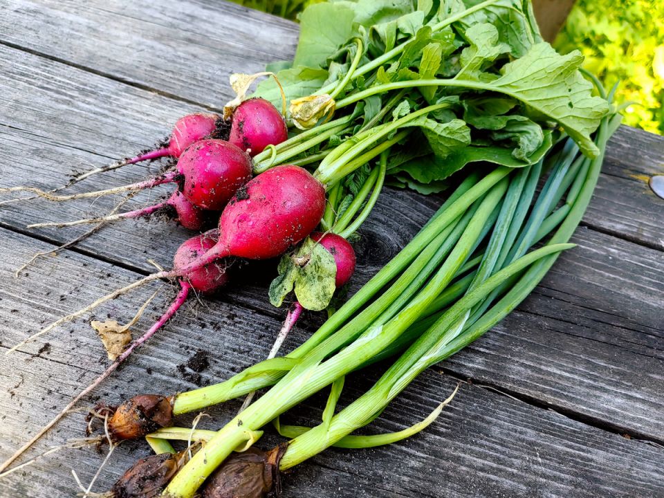 Июль в саду: чего стоит избегать и что нельзя пропустить