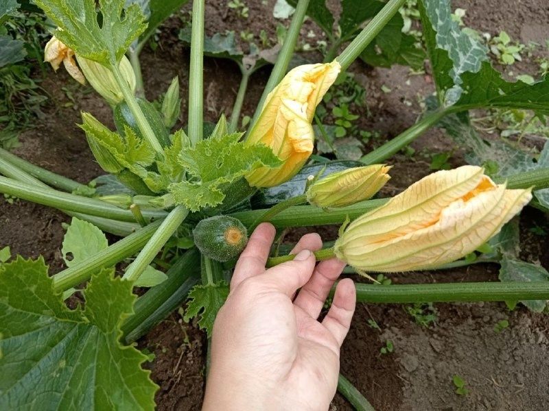 Как вырастить кабачки: секреты успешной подкормки и ухода
