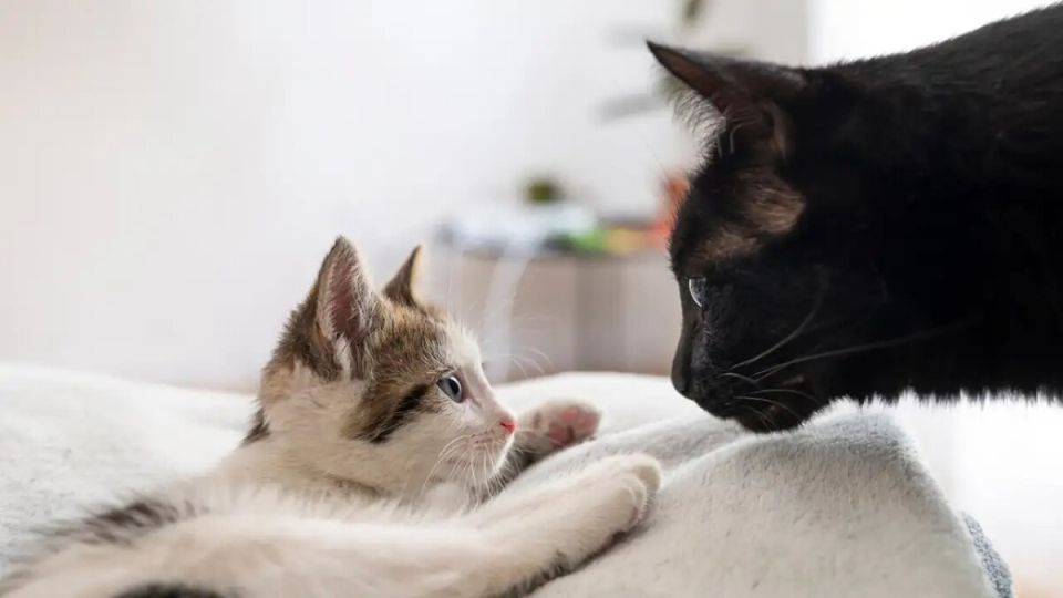 Юрист Комагина против законопроекта о лимите на количество кошек и собак в квартире