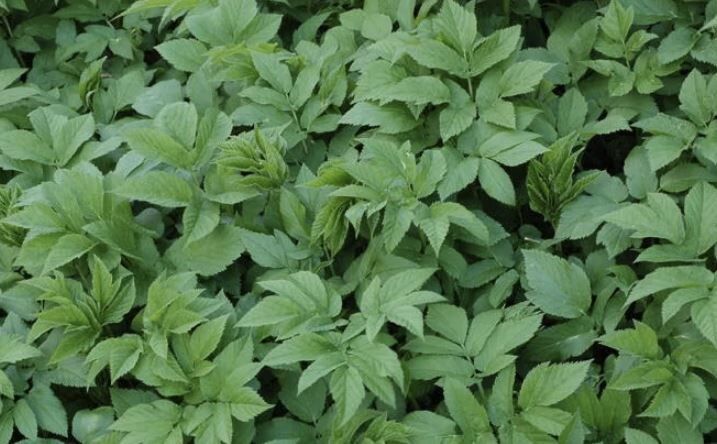 Как раз и навсегда избавиться от сныти на своем участке: лучшие методы борьбы