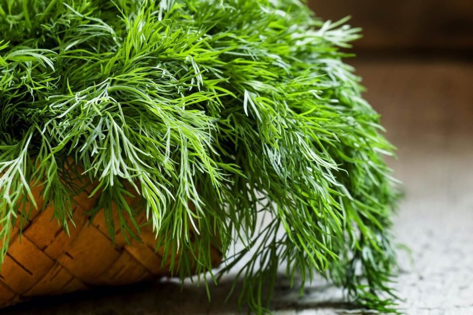 Оригинальный способ хранения укропа: ароматное чудо на зиму