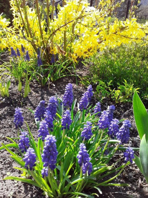 Когда растения не оправдывают ожидания: как сделать правильный выбор в саду