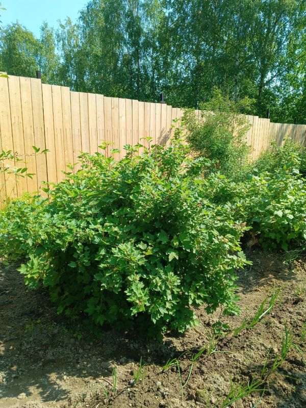 Конфликт соседей: как забор перевернул жизнь на даче