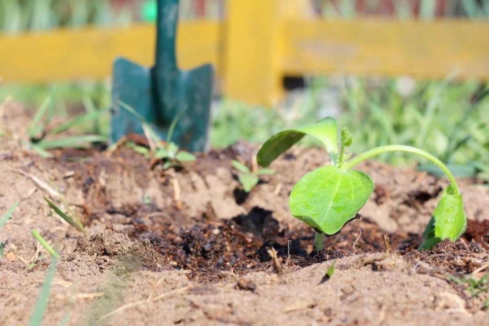 Сентябрь: лучший месяц для осенних посадок на даче
