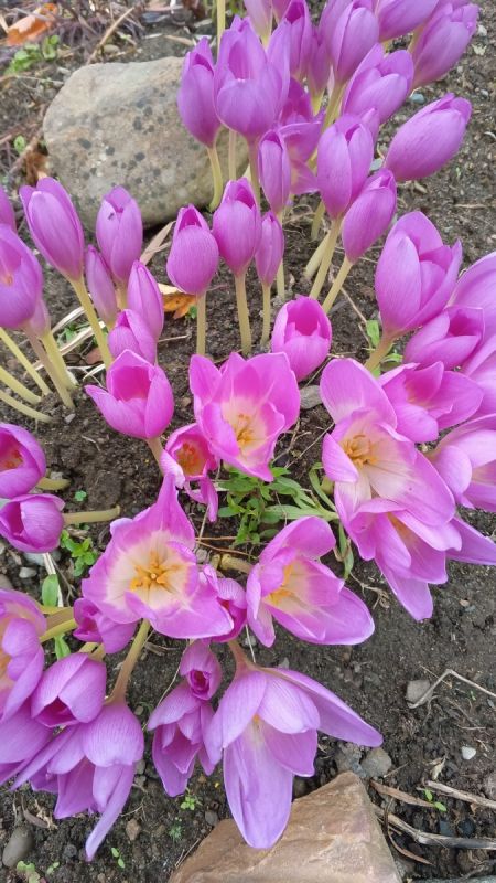 Секреты успешной посадки чеснока: советы для дачников