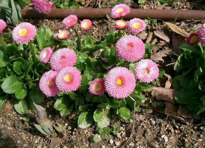 Цветы для настоящих стойких садоводов