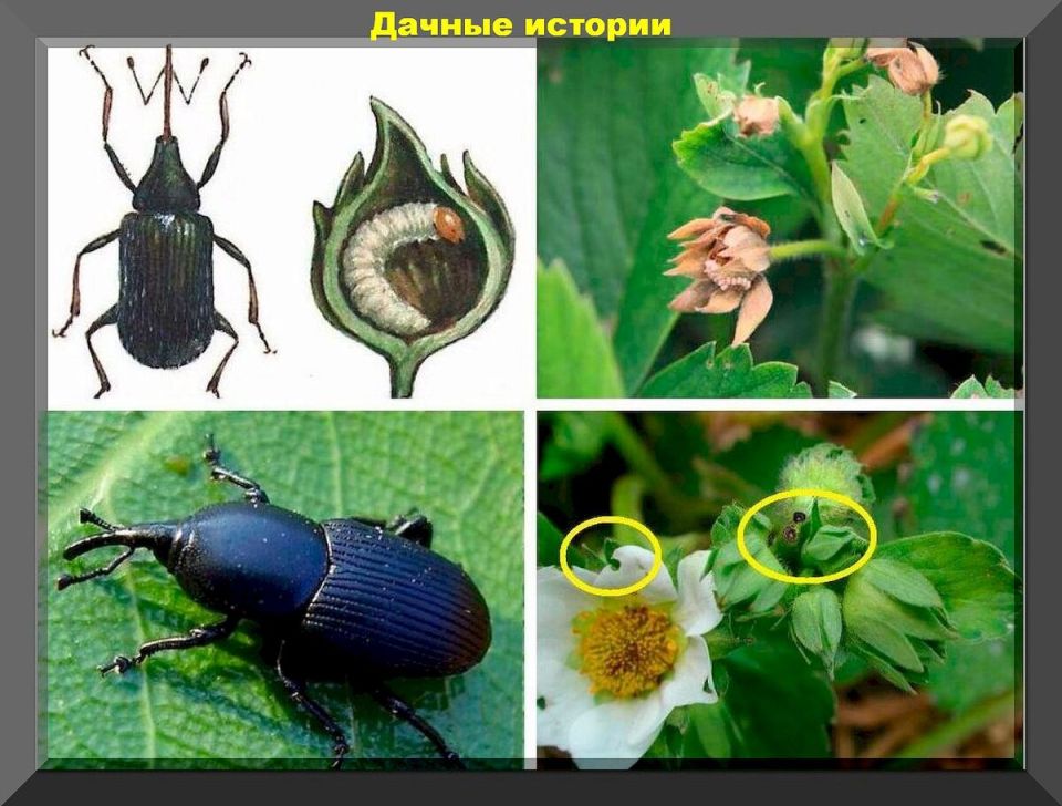 Клубника в весеннем уходе: как правильно подготовить растения