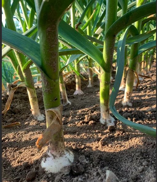 Отгребание: как добиться впечатляющего урожая чеснока