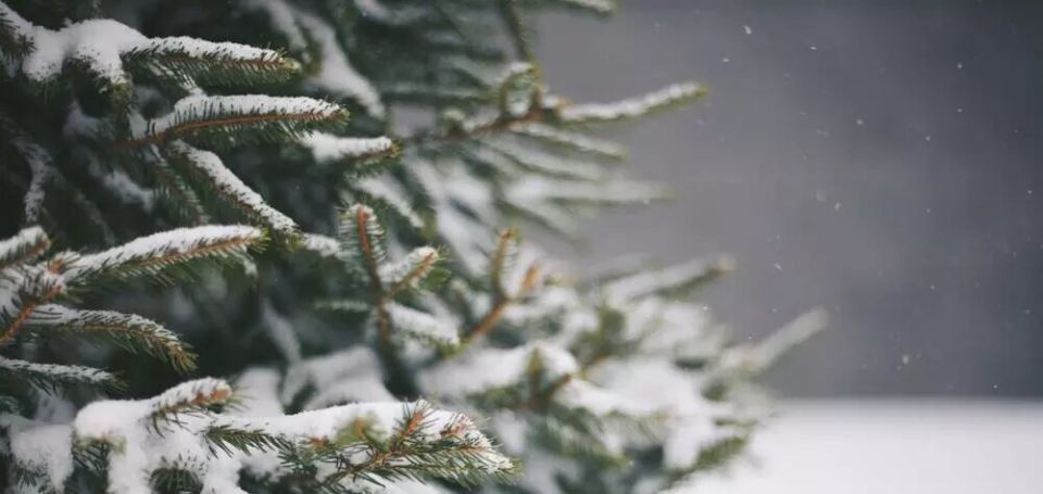 Как защитить молодые деревья от зимних морозов: советы для садоводов