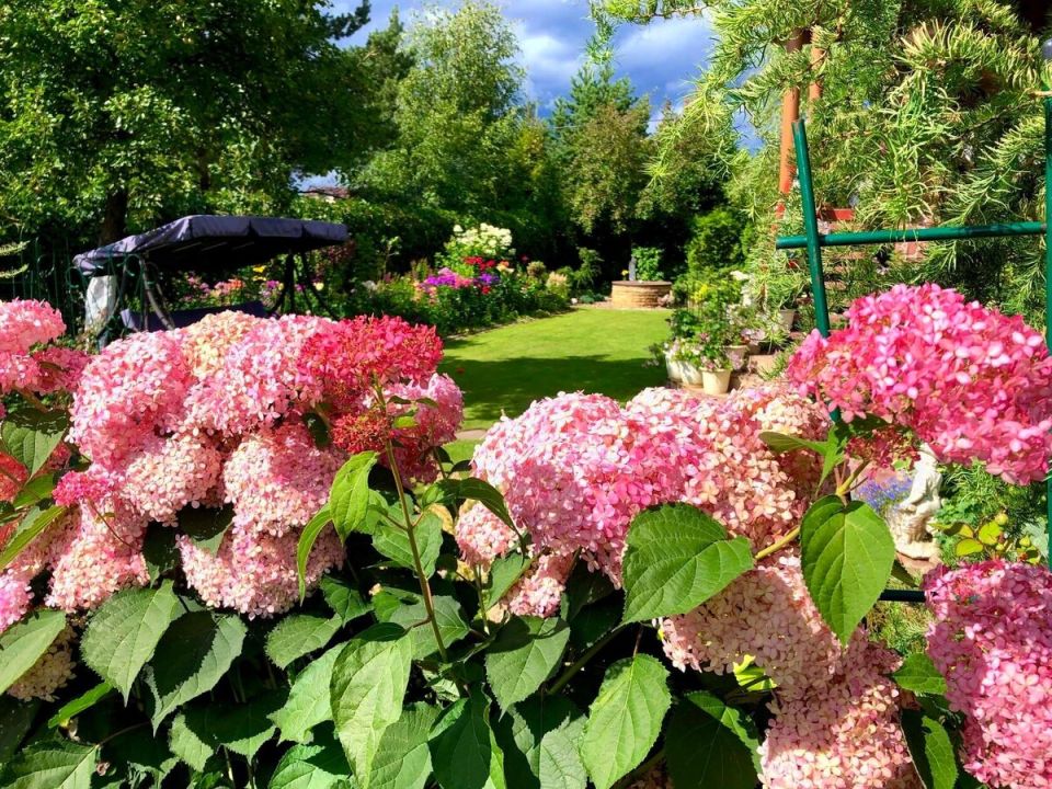 Гортензия 'Пинк Аннабель': как создать розовый оазис в своем саду