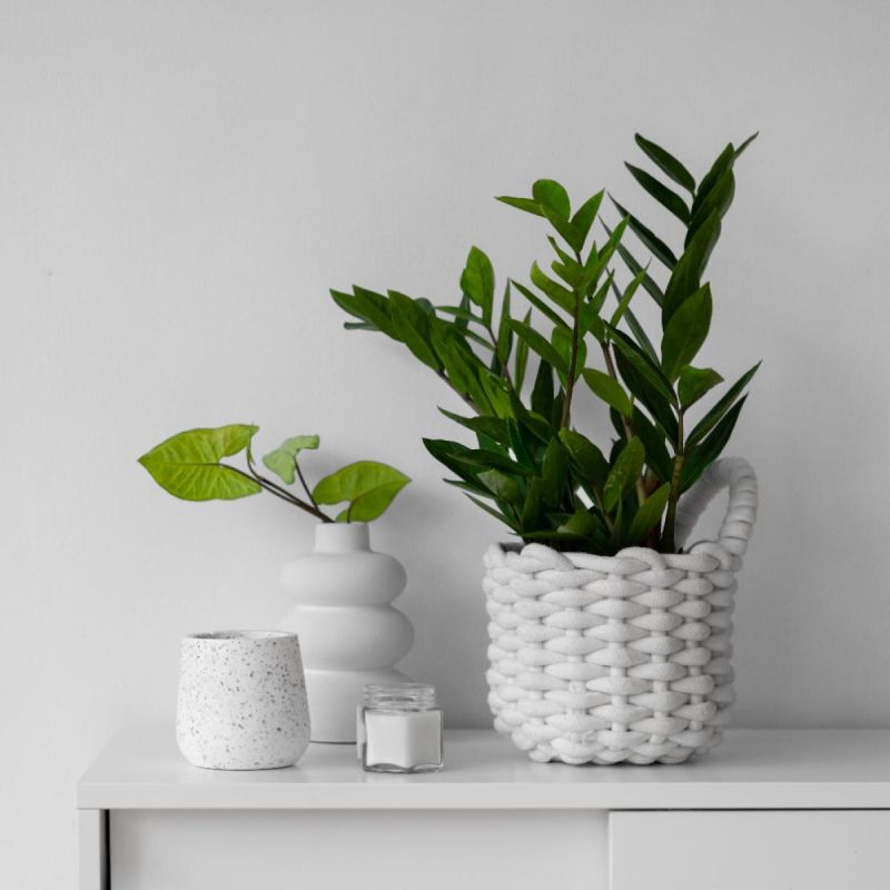 Как создать зеленый оазис на полках: лучшие растения для уюта в вашем интерьере