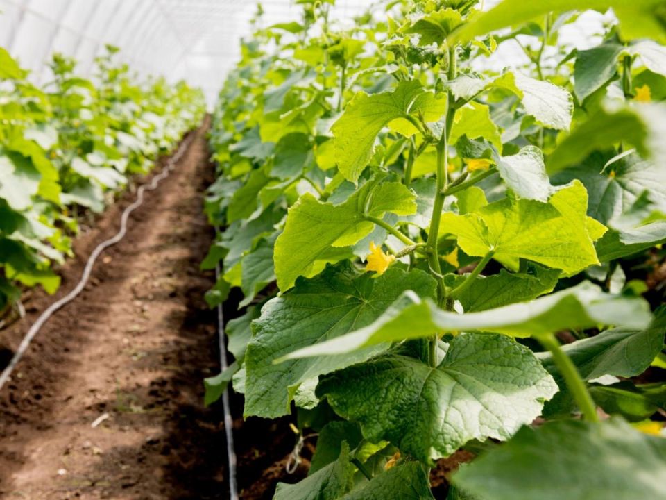 Как вернуть здоровье почве в теплице: практические советы