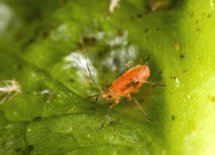 Как быстро и безопасно победить тлю: народный метод, который работает