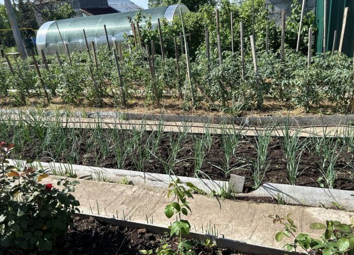 Растения, которые не переносят зольную подкормку