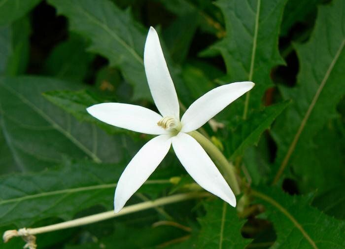 Лаурентия: красивый и неприхотливый цветок для вашего сада