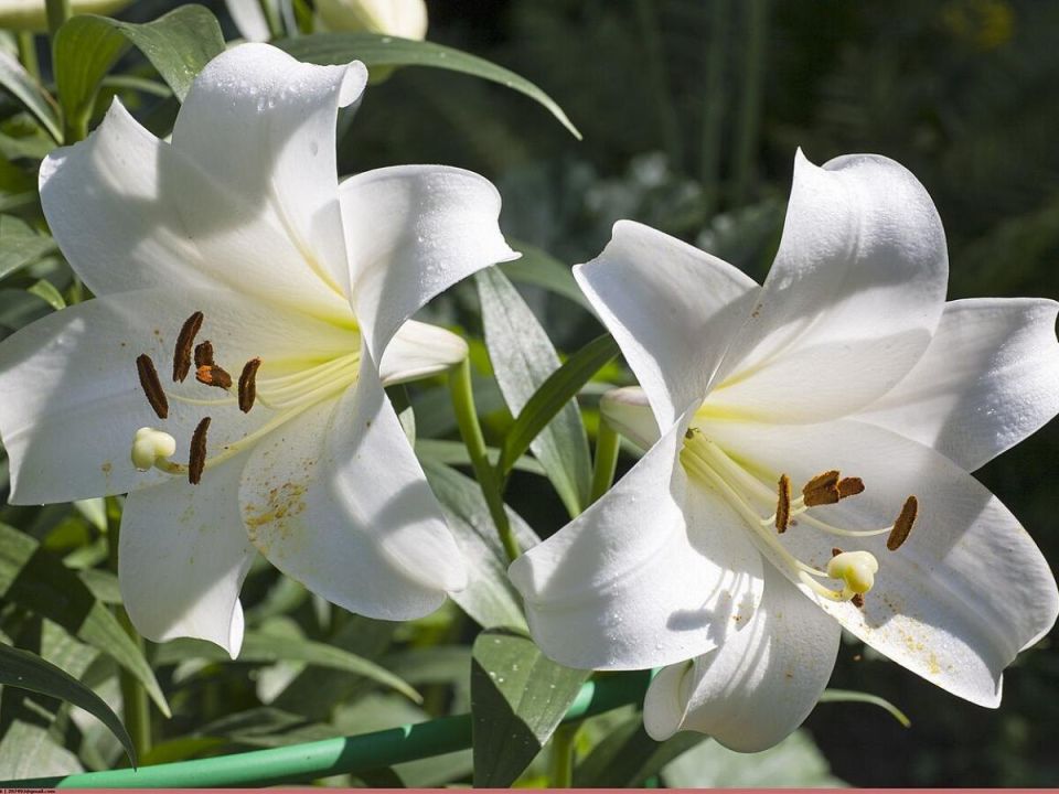Как простая зола превращает лилии в настоящие шедевры цветения