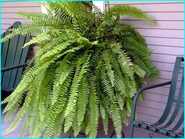 Папоротник нефролепис: как сделать ваш дом зеленее