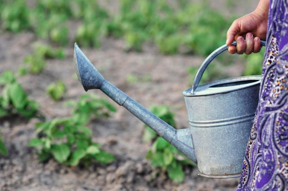 Молоко в саду: неожиданные секреты для богатого урожая