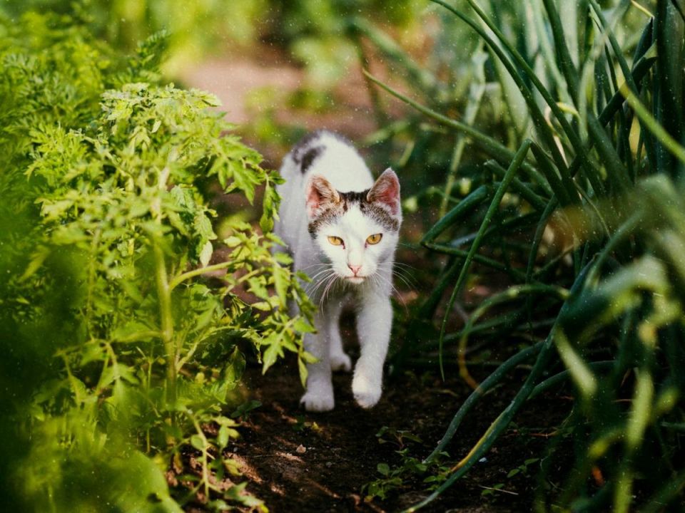 Как дачники защищают свои грядки от домашних любимцев: неожиданные советы