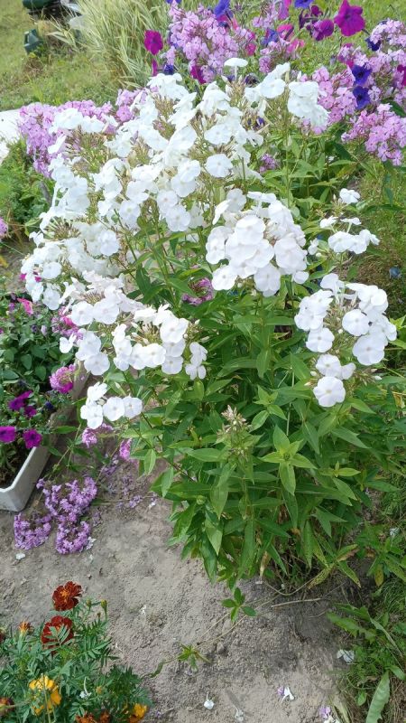 Как 30 минут в день могут кардинально изменить вашу жизнь на пенсии