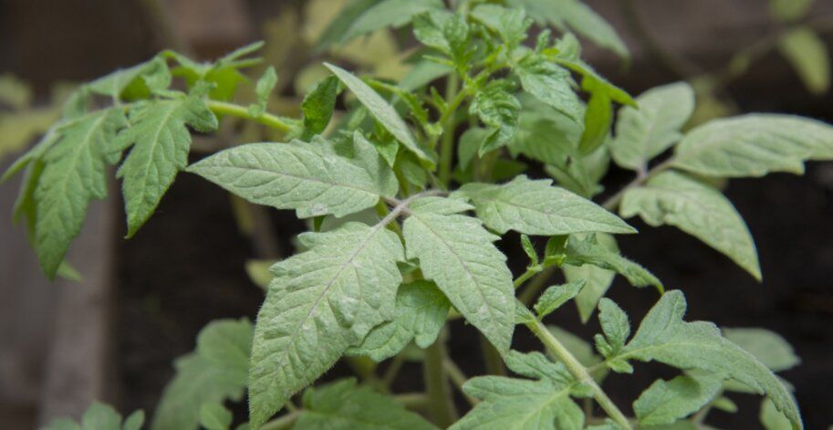 Эффективные методы подкормки рассады томатов: секреты успешного урожая