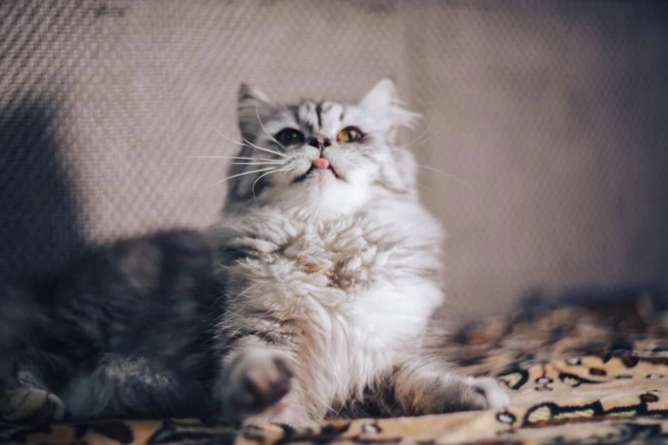 Как выбрать кота для семьи: 10 самых дружелюбных пород для детей