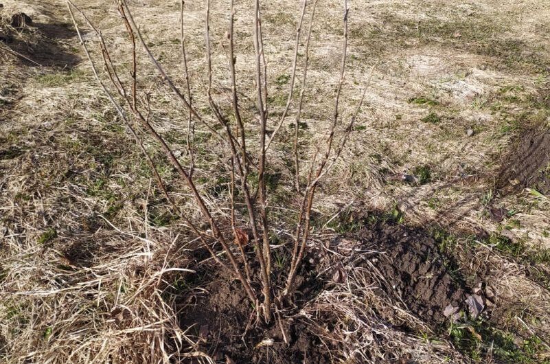 Осенние заботы садоводов: ответы на главные вопросы ноября