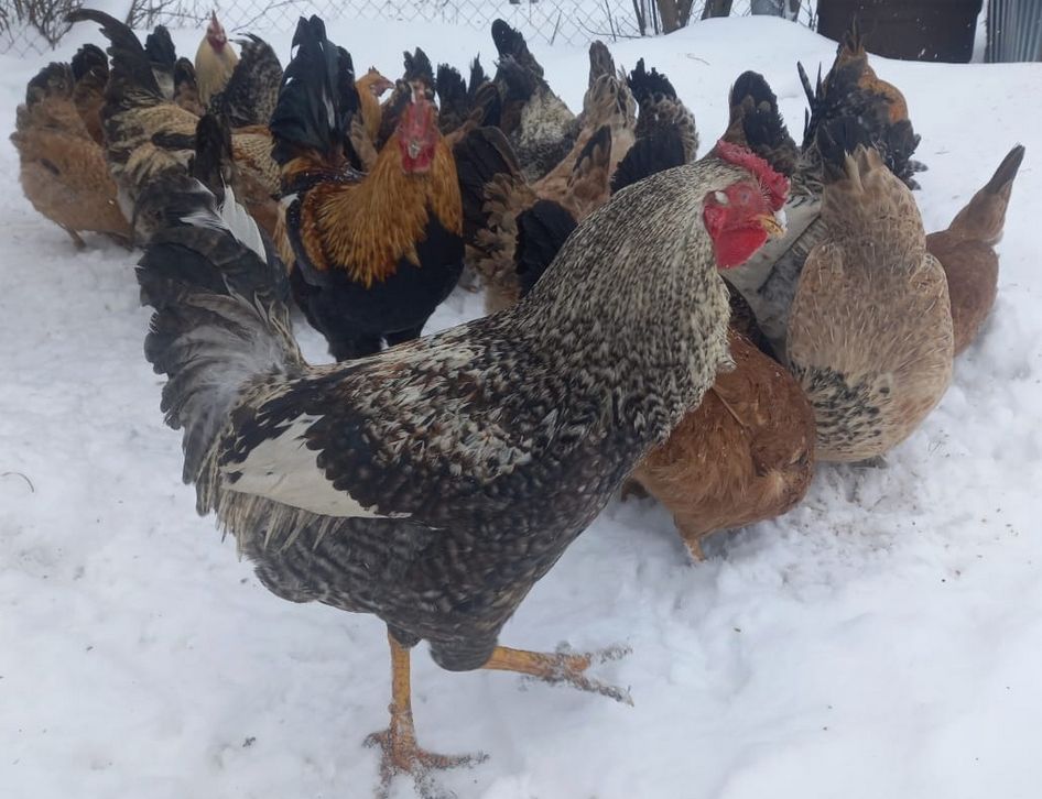 Как превратить теплицу в идеальный курятник для зимовки домашней птицы