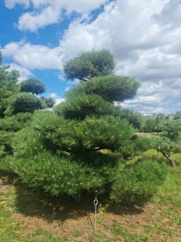 Ниваки из черной сосны: искусство создания уникальных форм в ландшафтном дизайне