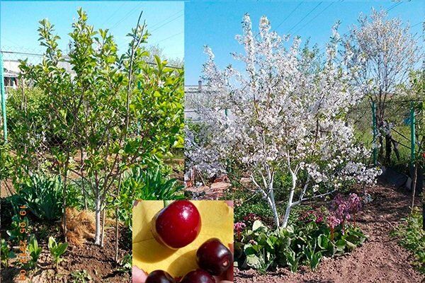 Магия низкорослых вишен: откройте для себя сорт Норд Стар