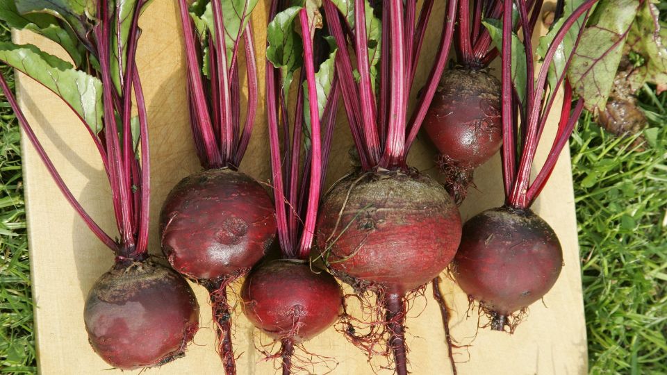 У опытных садоводов свекла вырастает слаще варенья: вот что они делают