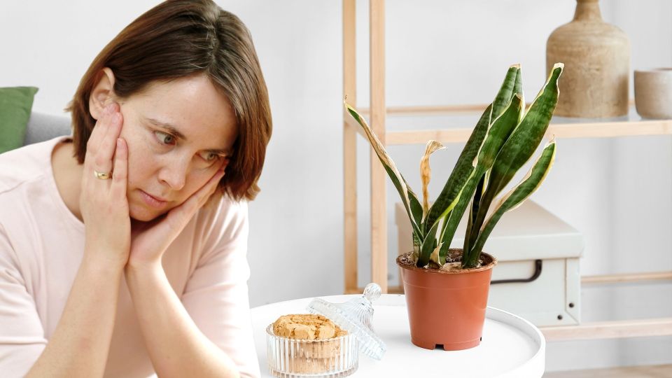 Листья сохнут и желтеют: эффективный способ освежить комнатные растения