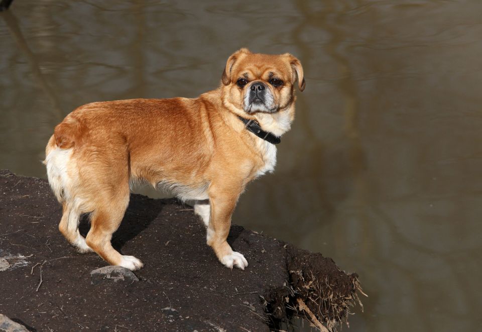 Новые правила выгулу собак в Санкт-Петербурге: что ждет владельцев в 2025 году?