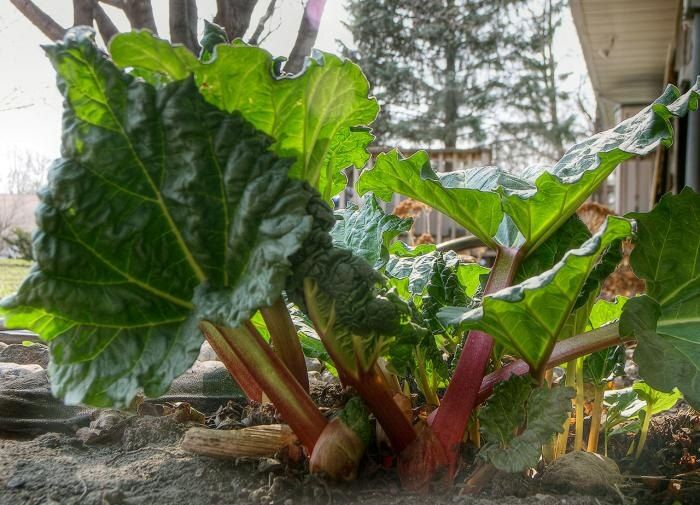 Полезные свойства и предостережения: ревень в нашем рационе