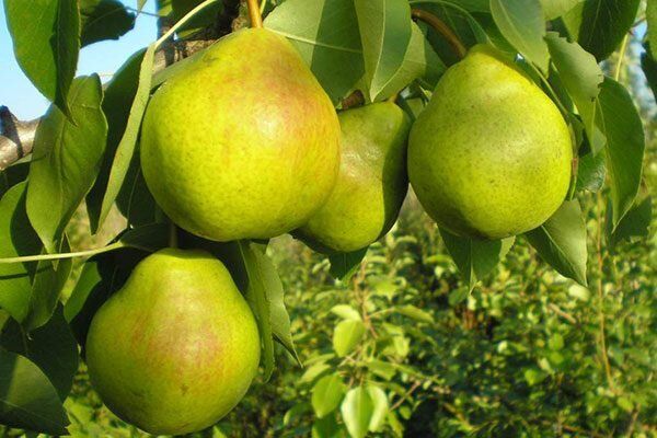 Груша сорта Праздничная: высший класс урожая для вашего сада